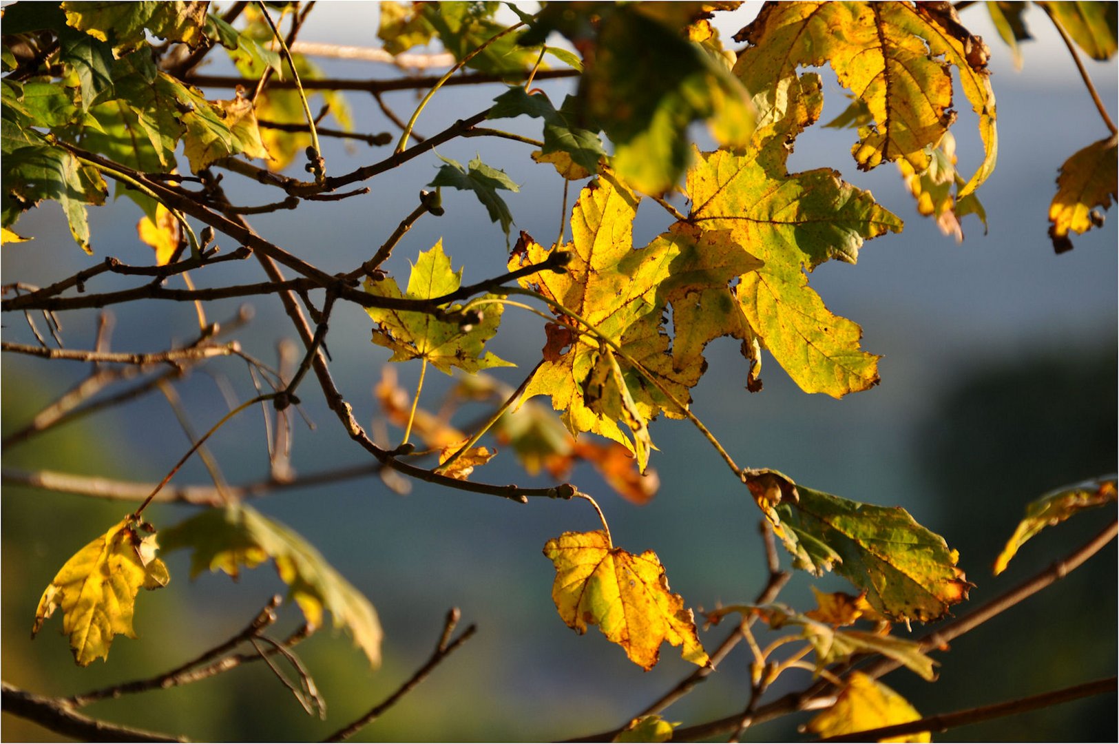 Herbst-Zauber -2