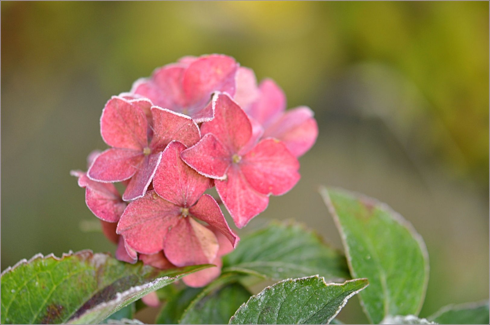 HERBST - Zauber -3-