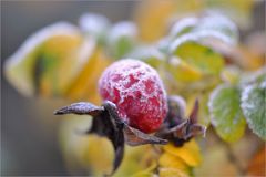 HERBST - Zauber -8-