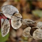 HERBST- Zauber