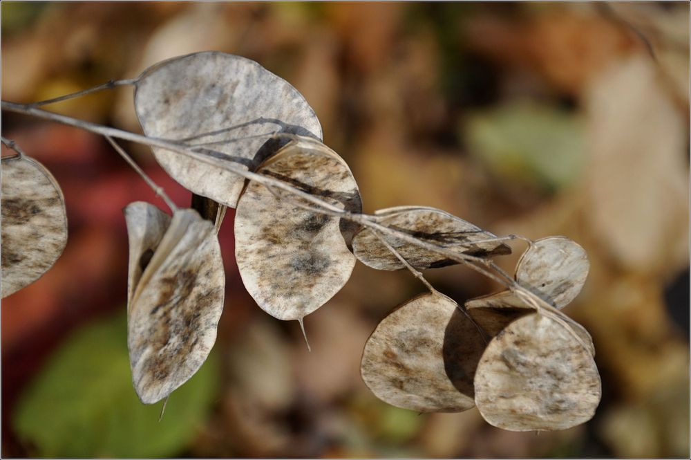 HERBST- Zauber