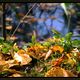 HERBST-Zauber in all seinen Farben