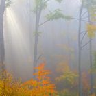 HERBST - zauber - wald