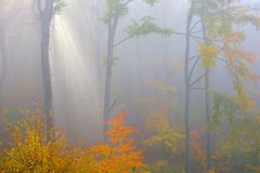 HERBST - zauber - wald