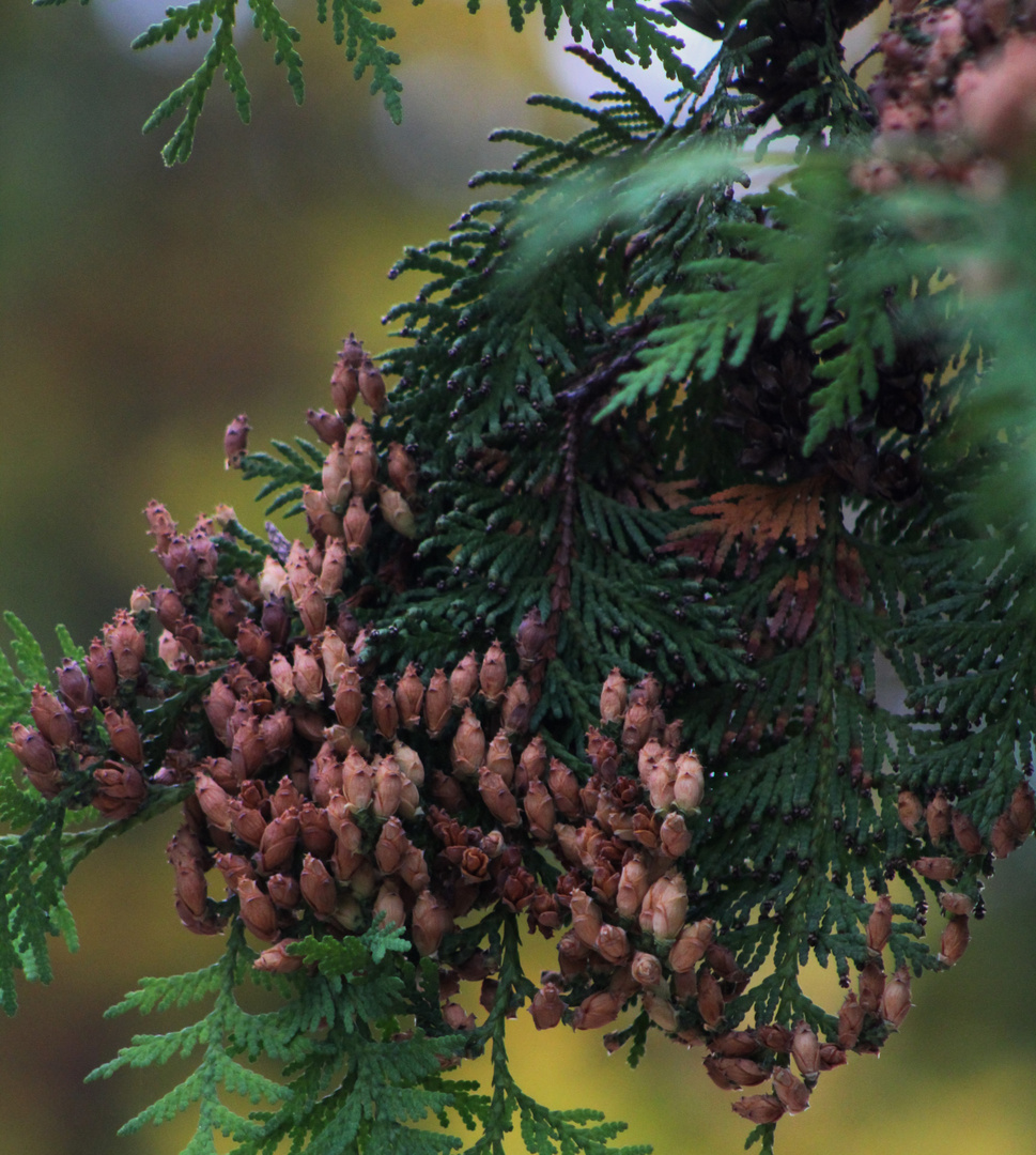 Herbst Zeichen 5