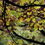 Herbst Zeichen 6