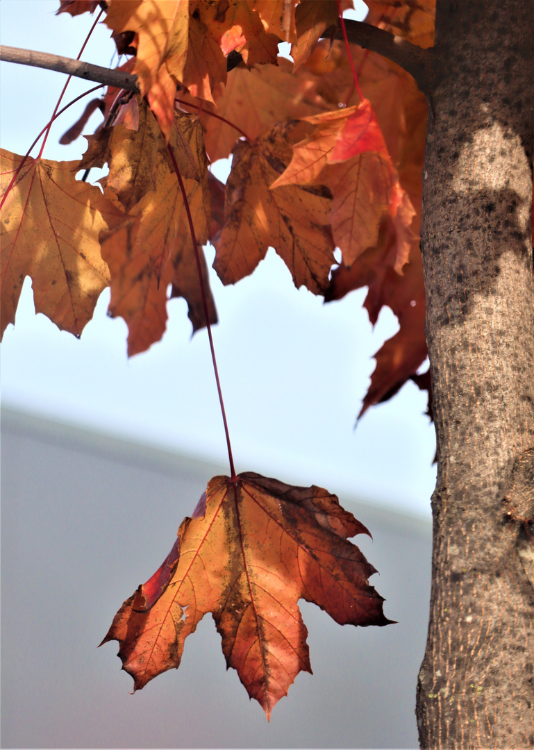 Herbst Zeichen 