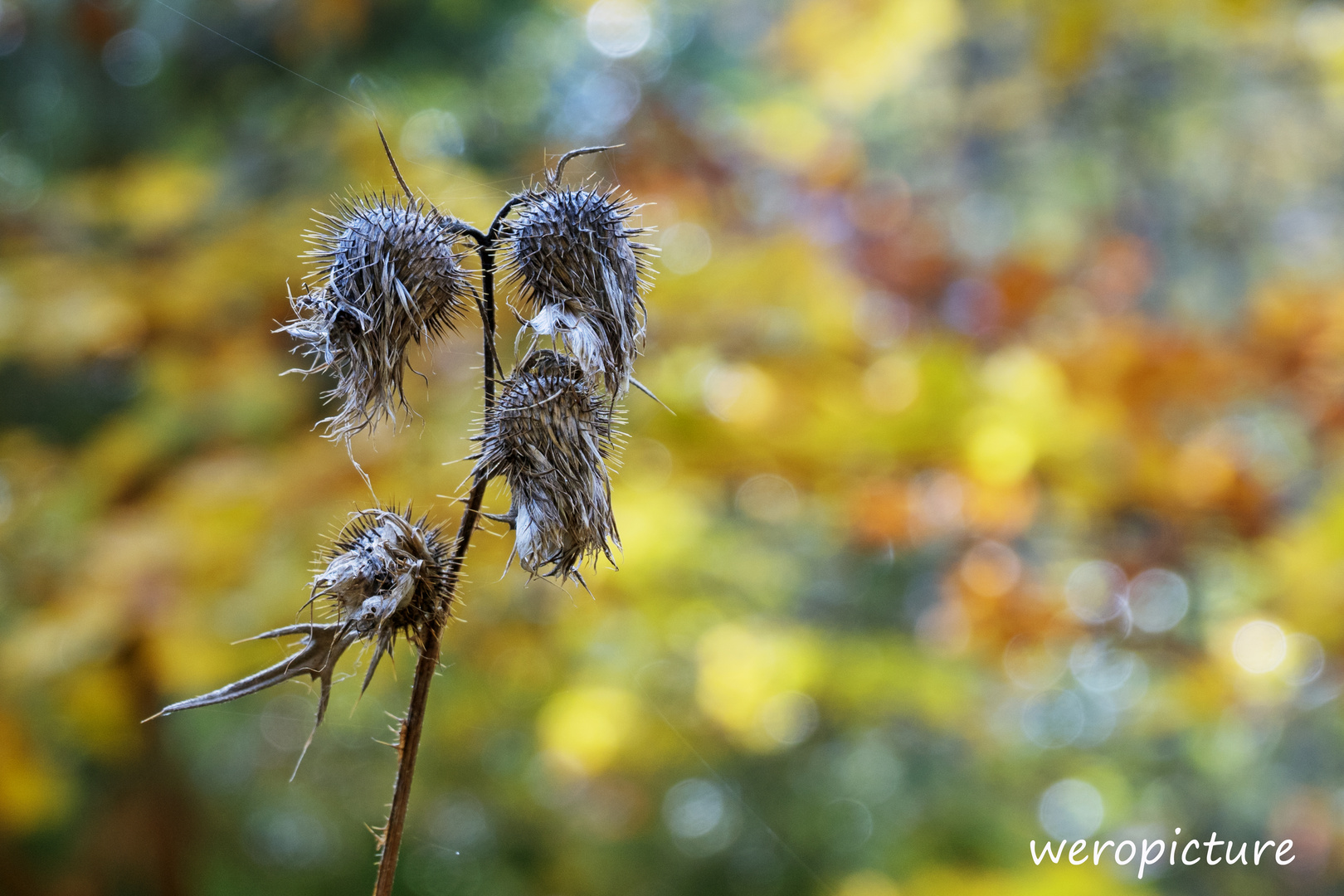 Herbst- Zeit