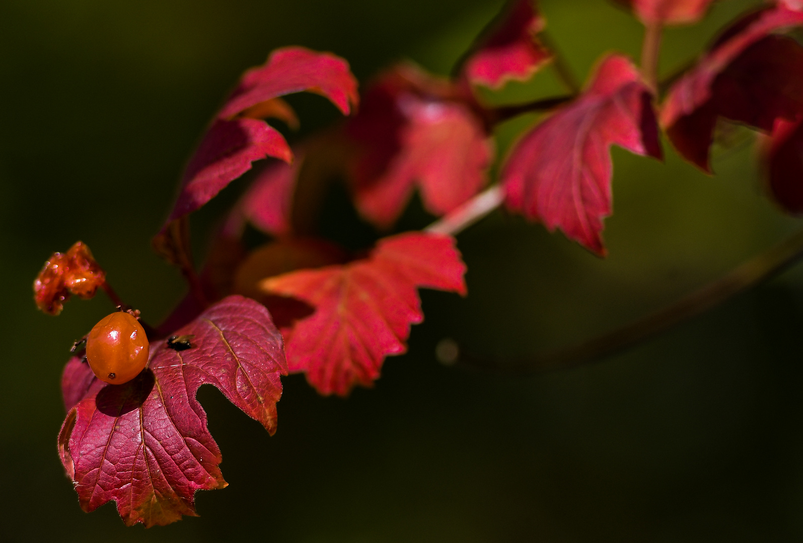 Herbst Zeit...........