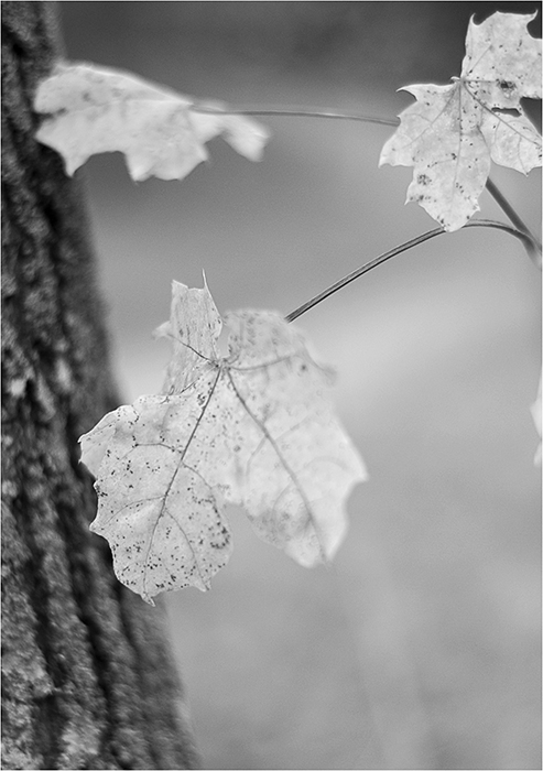 herbst-zeit