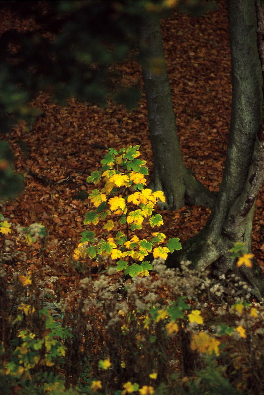 Herbst, Zeit der Farben