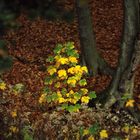 Herbst, Zeit der Farben