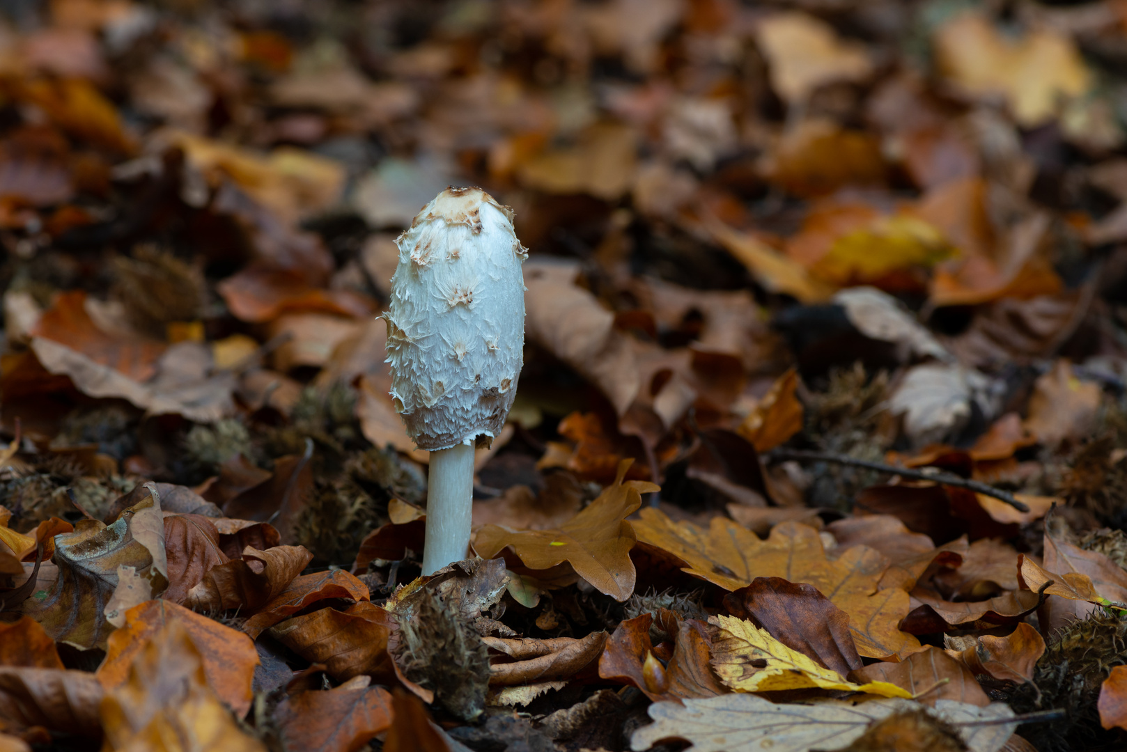 Herbst: Zeit der Pilze