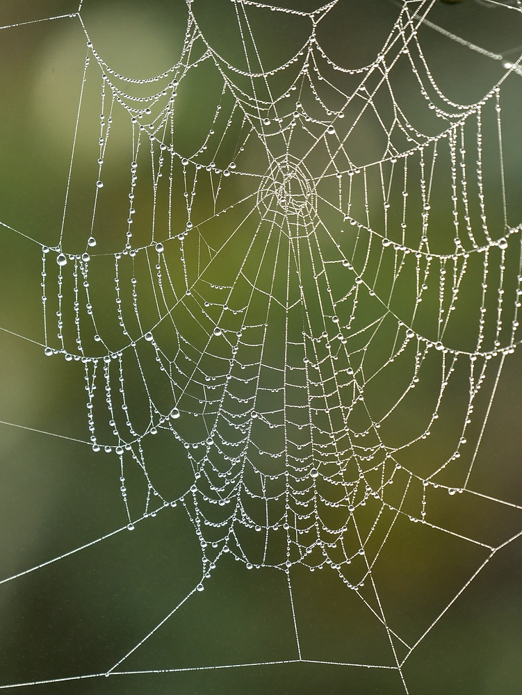 Herbst: Zeit für betröpfelte Spinnennetze 01
