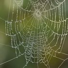 Herbst: Zeit für betröpfelte Spinnennetze 01