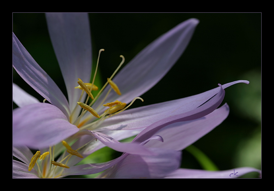 HERBST ~ ZEIT ~ LOSE