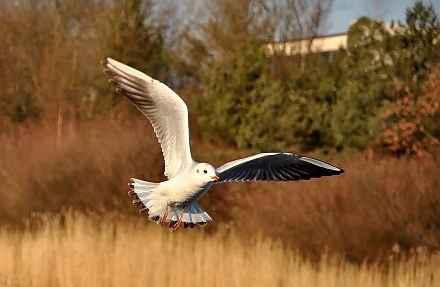 Herbst- Zeit-Möwe