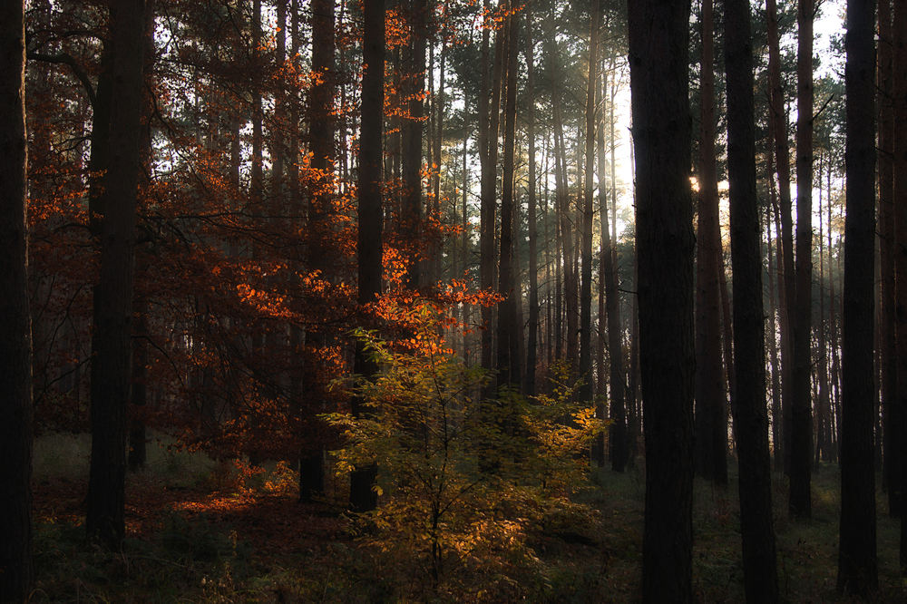 herbst-zeitlos