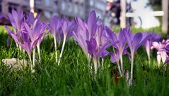 Bremen Frühling