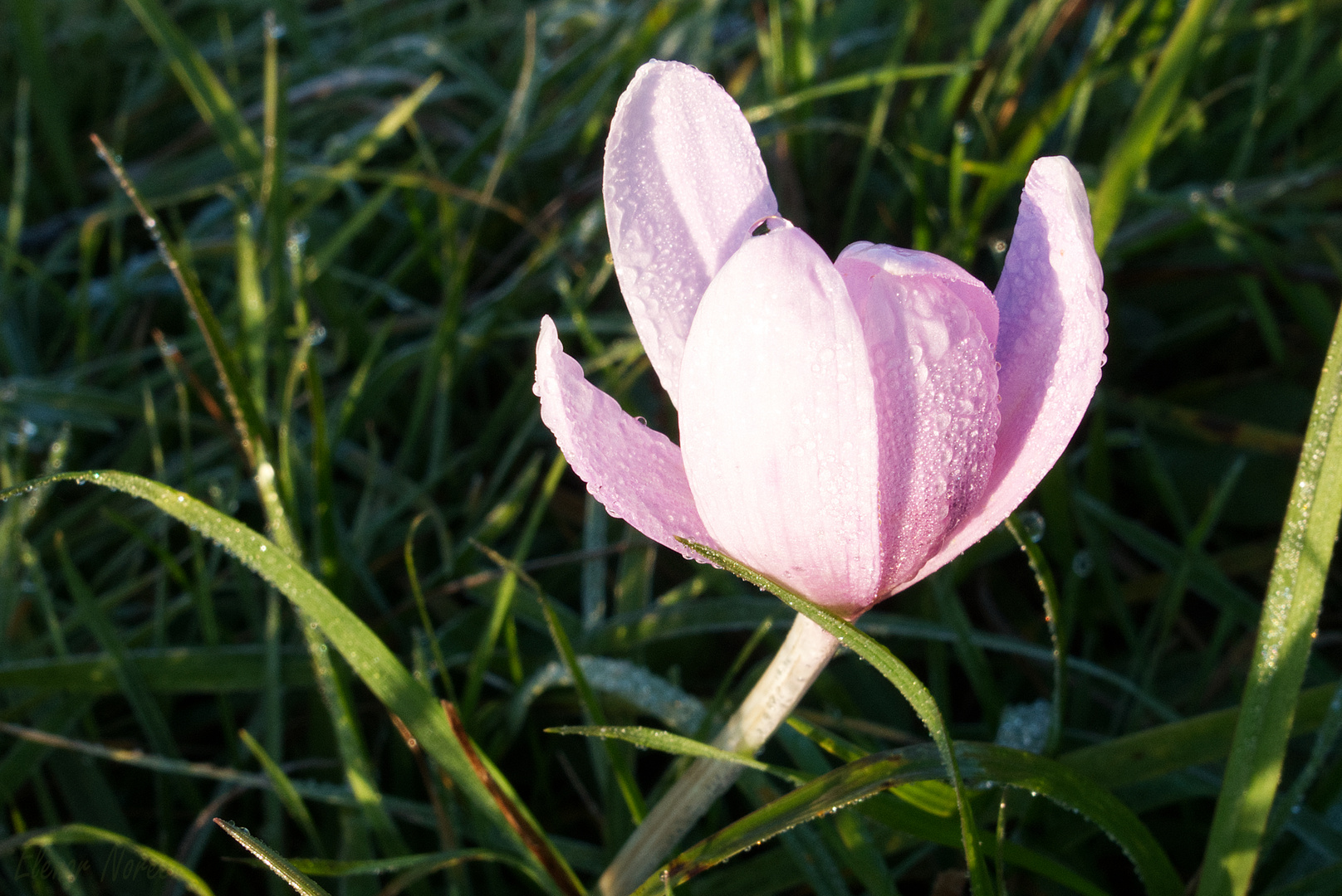 Herbst-zeitlos-e