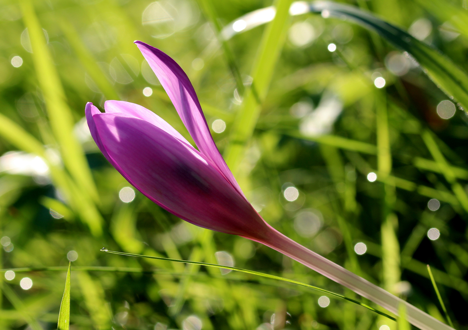 Herbst-Zeitlose (Colchicum autumnale)