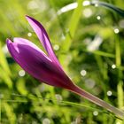 Herbst-Zeitlose (Colchicum autumnale)