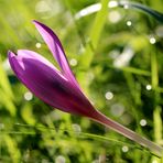 Herbst-Zeitlose (Colchicum autumnale)