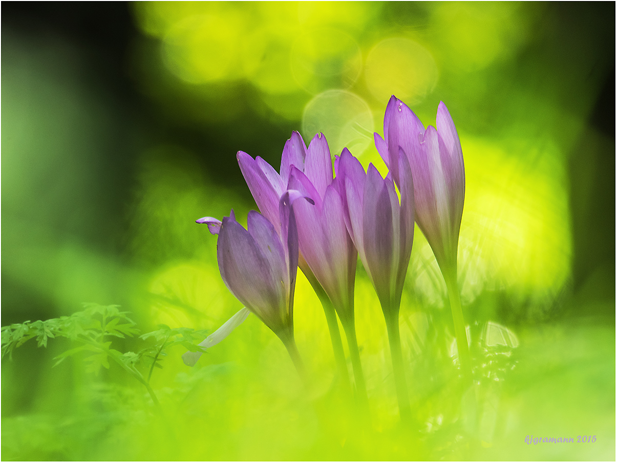 herbst-zeitlose (colchicum autumnale),