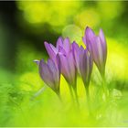 herbst-zeitlose (colchicum autumnale),