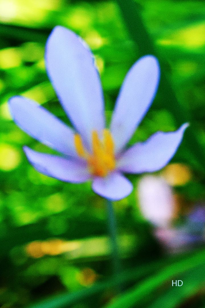 Herbst-Zeitlose (Colchicum autumnale)