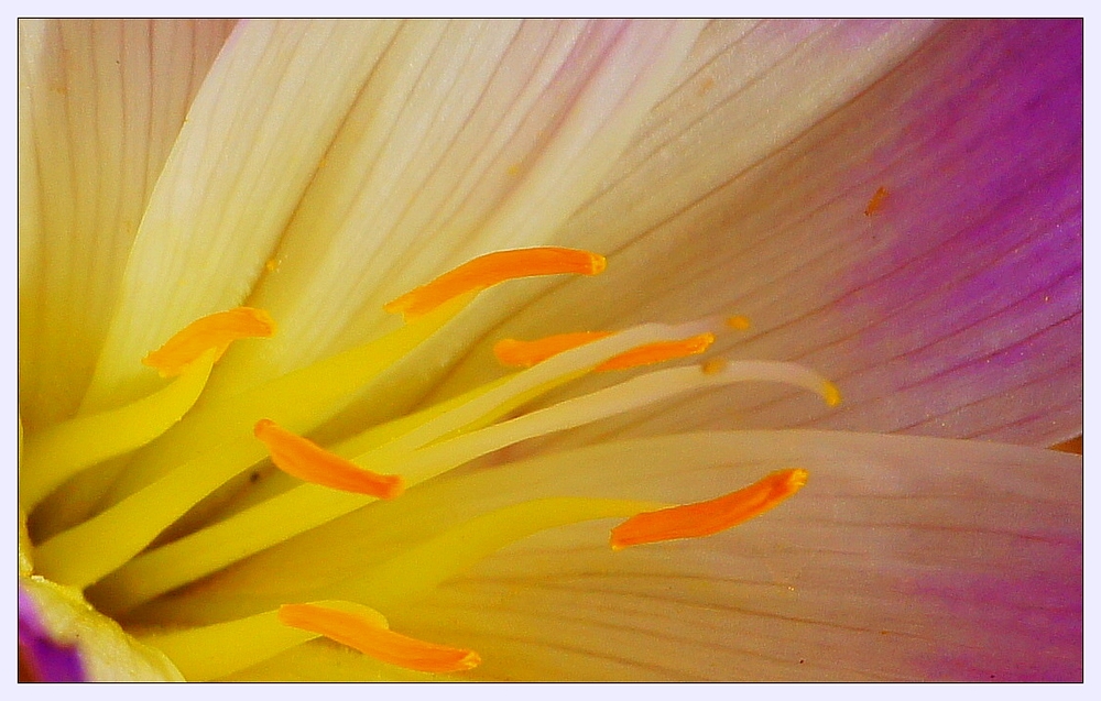 Herbst-Zeitlose oder Herbstzeitlose (Colchicum autumnale)