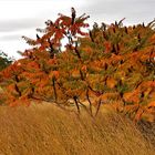 Herbst zieht ein 3