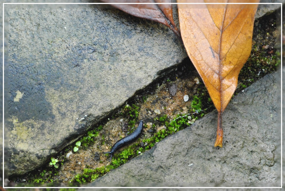 Herbst, ziemlich klein (2)