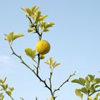 Herbst-Zitrone