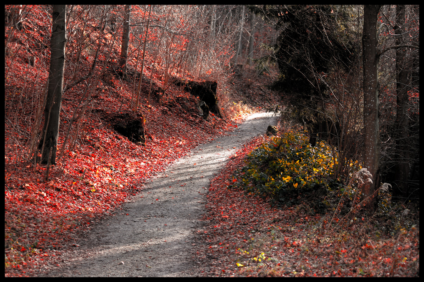 Herbst zu Winterbeginn