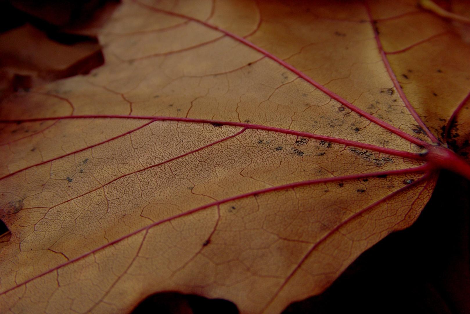 Herbst zum 2.