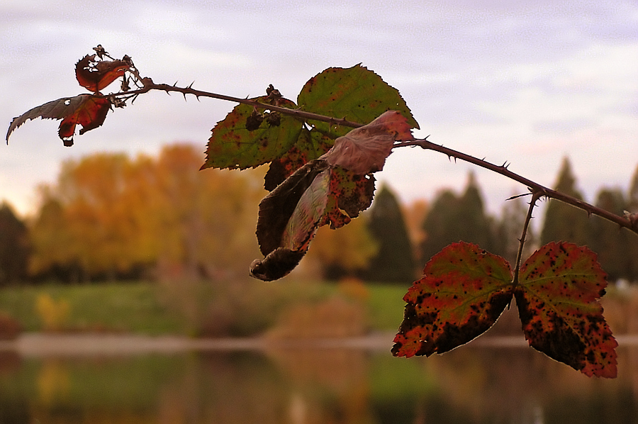 Herbst - Zweig