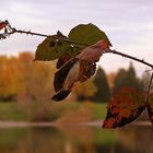 Herbst - Zweig