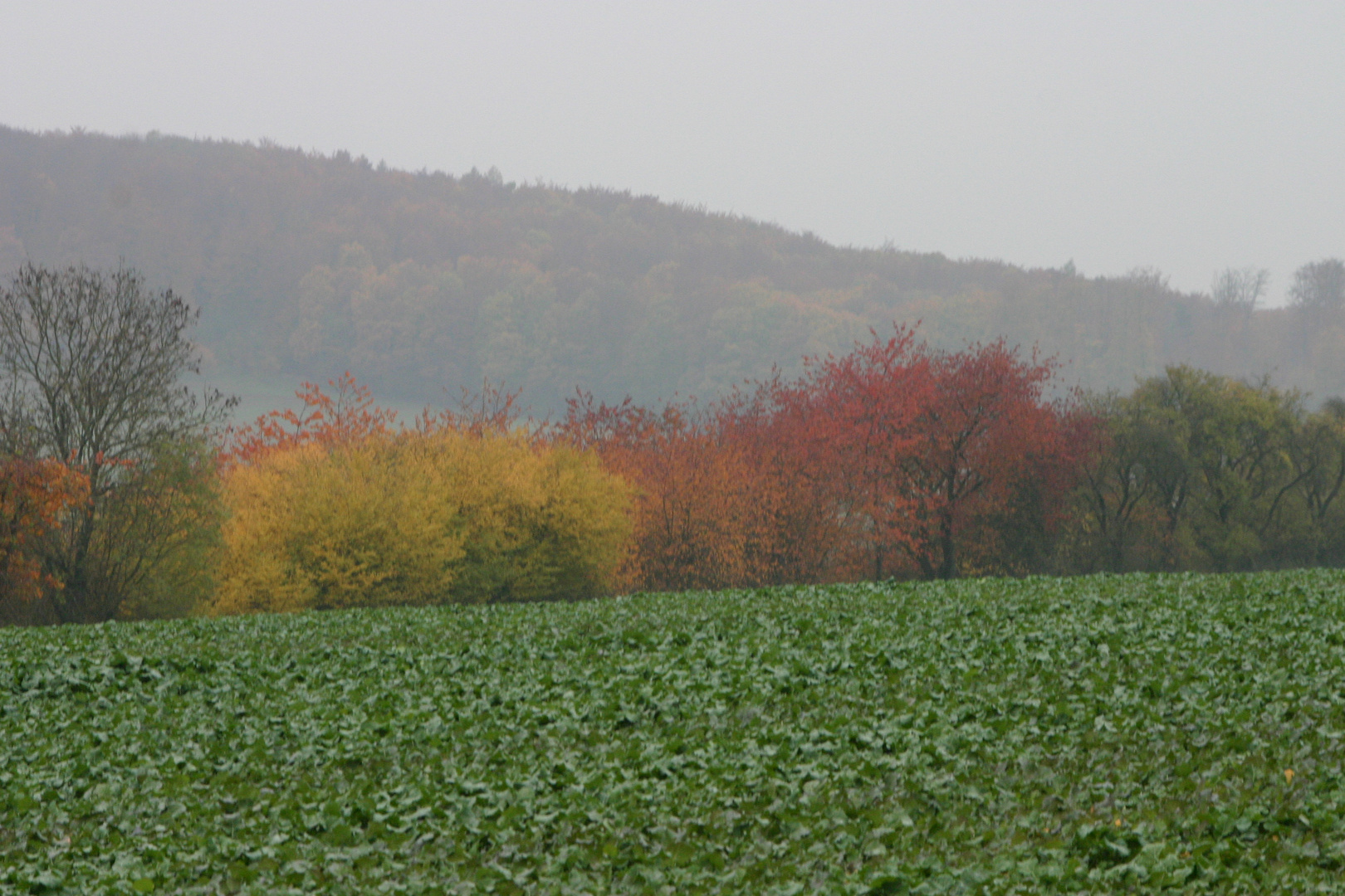 Herbst1