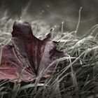 Herbst/1