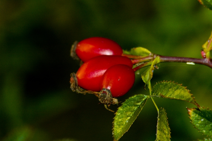 Herbst1