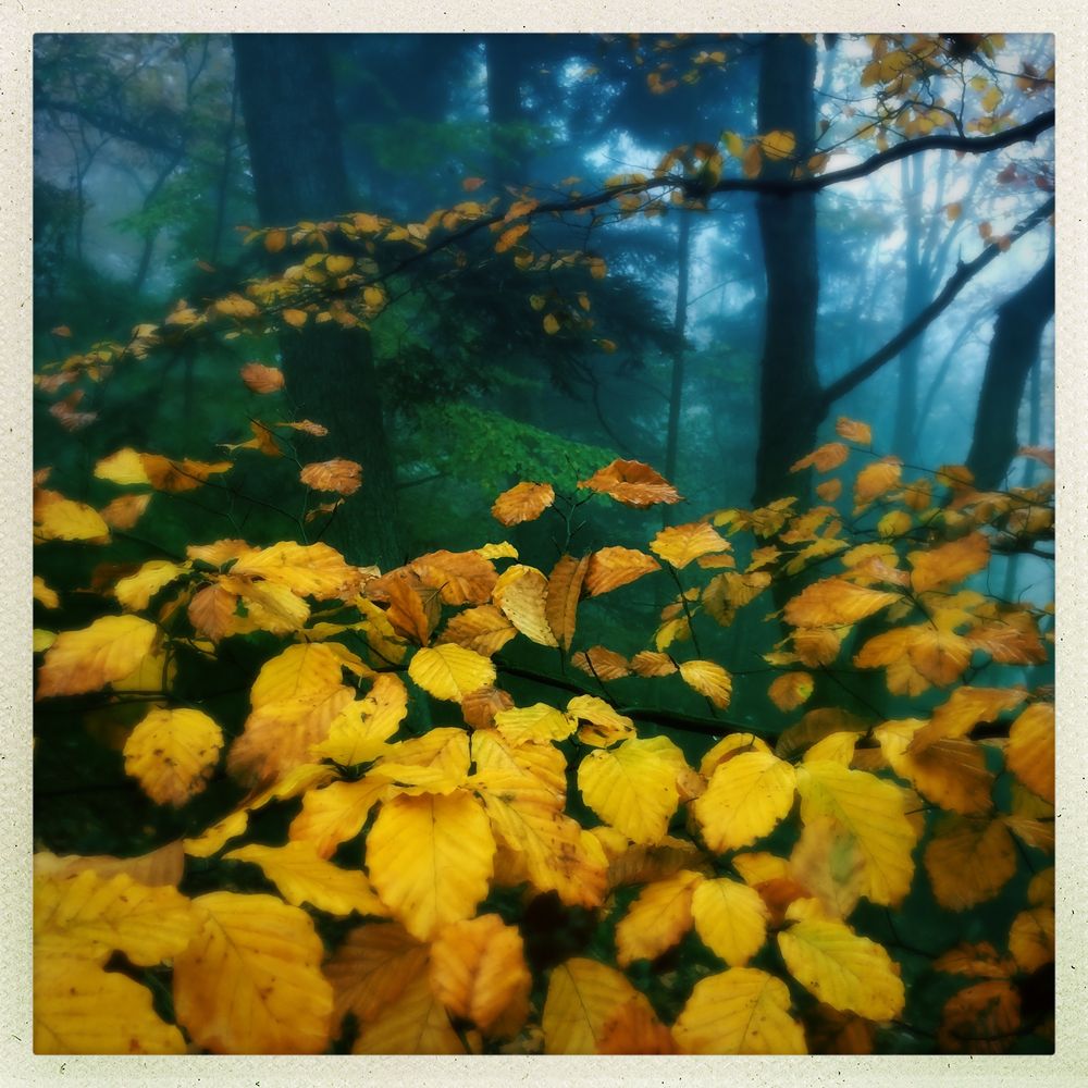 Herbst_11