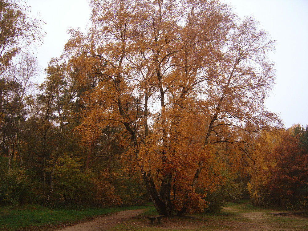 Herbst,1e November