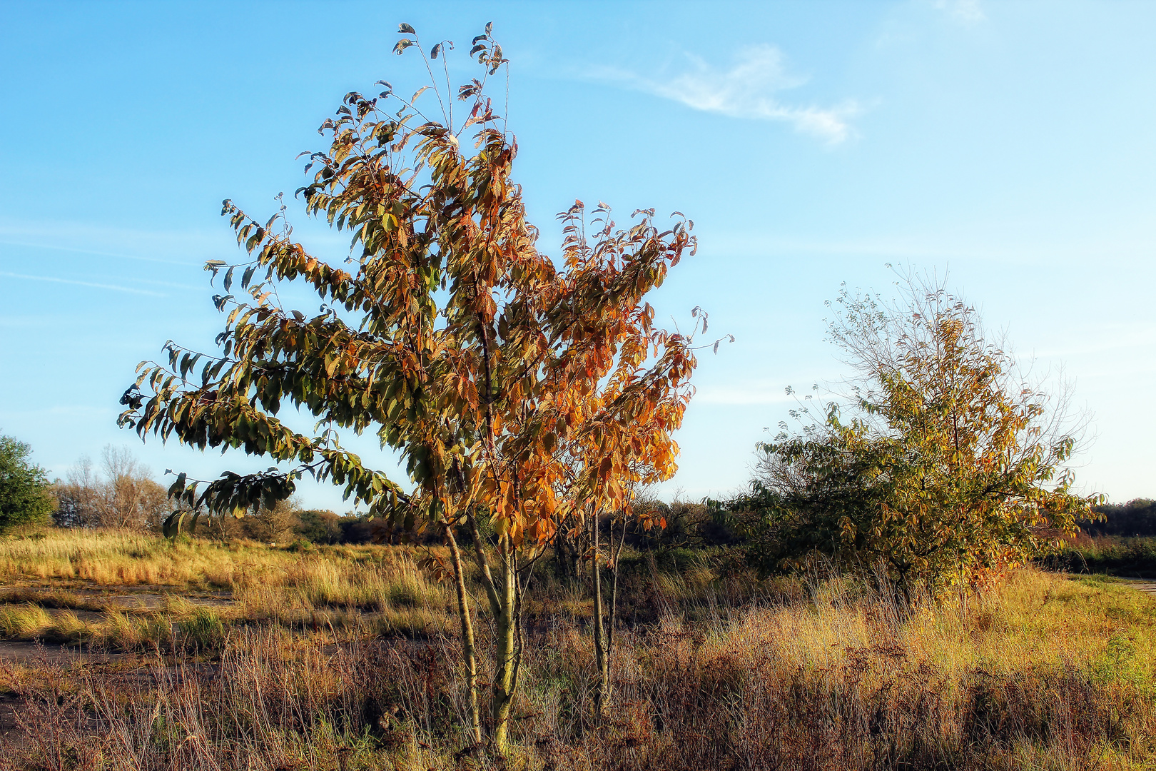 herbst2