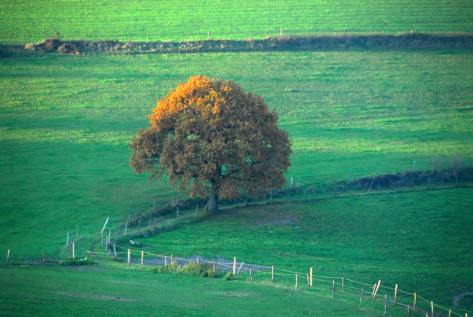 HERBST2