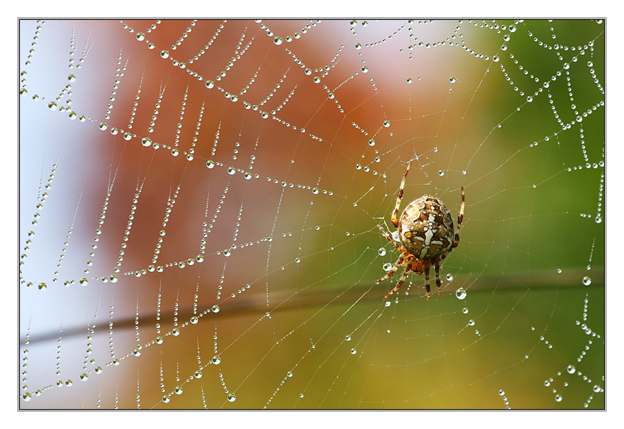 Herbst_2007