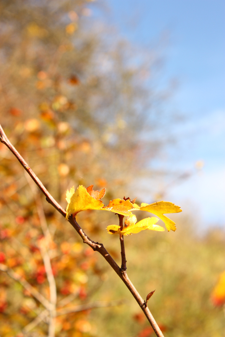 Herbst2013