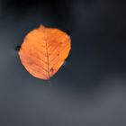 Herbst3