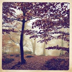 Herbst_3