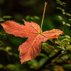 Herbst_4